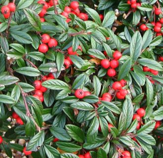Кизильник иволистный Парковый ковер  (&#039;Parkteppich&#039;)