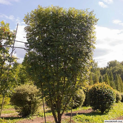 Рябина обыкновенная в форме шпалеры