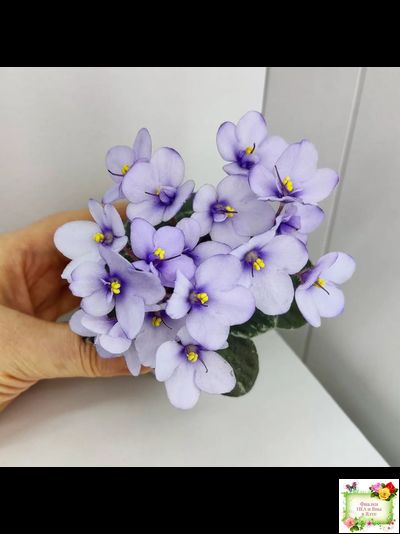 Smitten Kitten (LLG/S.Sorano) 03/22/2008 (9956)