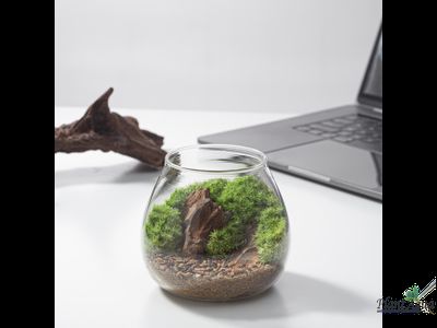 Чаша Пузырь Biolark  FOUR (120мм х 105мм)