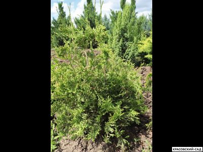 Туя Сноу Тип - Snow Tip