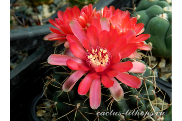 Gymnocalycium baldianum