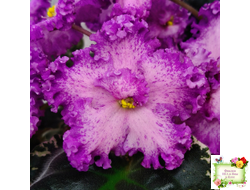 РС-Тропикана (С. Н. Репкина) 2015 г.