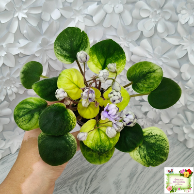 ЛЕ-Хрустальный Водопад Голд (Е. Лебецкая /С. Новгородова) 2018 трейлер