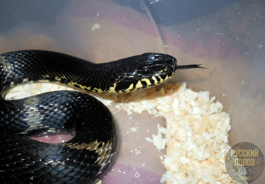 Амурский полоз, Полоз Шренка, Русский полоз, Elaphe shrenckii