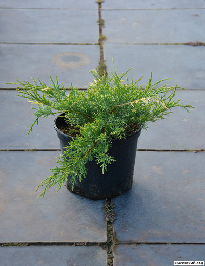 Можжевельник Уайт Сплеш - White Splash