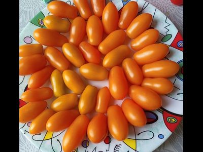 Томат Оранжевый Киз (Orange Keyes)