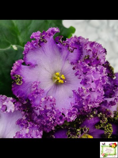 АВ-Пенная Вечеринка (Фиалковод) 2021 г.