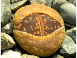 Lithops aucampiae (Kuruman form) C012 (MG-1550.1)