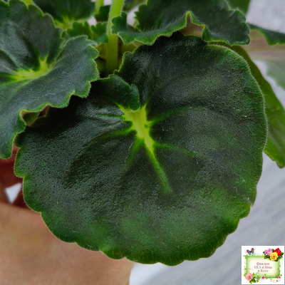 RIV-Амнезия (И. Растегаева) 2024 г.