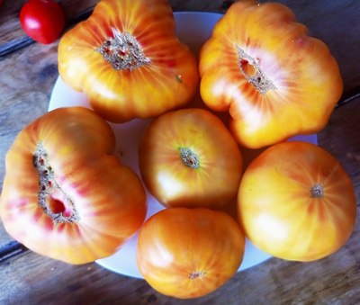 Томат Полосатый Вильямса (Williams Striped)