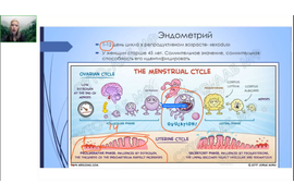 Курс по цитопатологии шейки матки