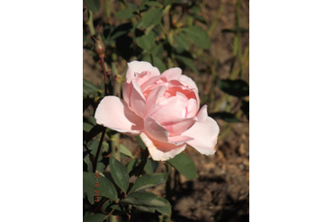 Профессор Виктор Иванов (грандифлора). Селекция НБС