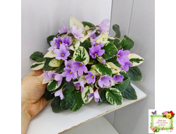 ЛЕ-Эрика (Е. Лебецкая) трейлер