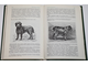 Сабанеев Л.П. Собаки охотничьи... Легавые. М.: Физкультура и спорт. 1986г.