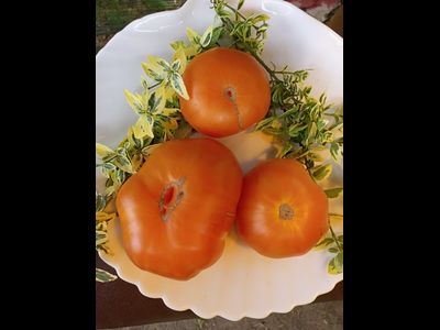 Томат Летний сидр (Summer Cider, США)