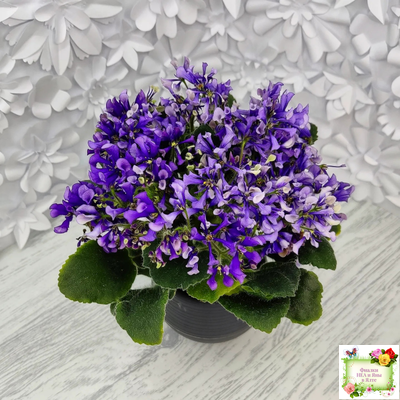 СК-Вьюнок (А.Кузнецов) (2 листа посажены в 1 стак. 24.01.26)