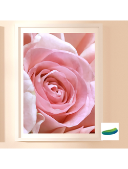 Постер «Роза». Коллекция «Цвета в цветах».