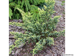 Можжевельник Голд Тип - Gold Tip