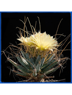 Leuchtenbergia principis (LK 14/13)