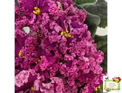 ЛФ-Дарья (Л.Федосеева) 2017 г.