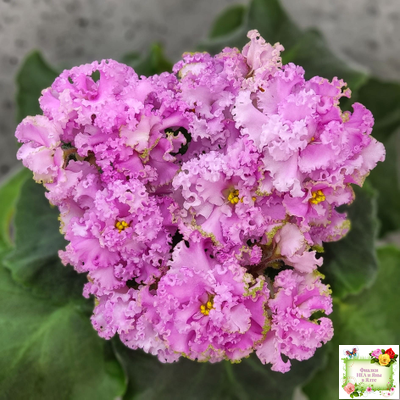 НД-Розовая Скумпия (Н. Данилова-Суворова) 2022 г.