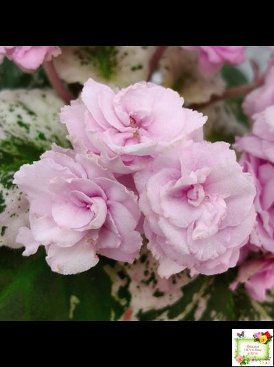 Rose Bouquet (G.T.Smith) (9028) 04/12/2001