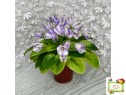 Н-Аватар химера (пасынок из цветоноса укоренённый)