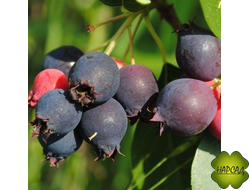 Ирга "Мандам" (очень крупная, морозостойкая) (саженец 50-60 см, привитый)