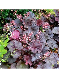 Гейхера гибридная "Белла Нотте"