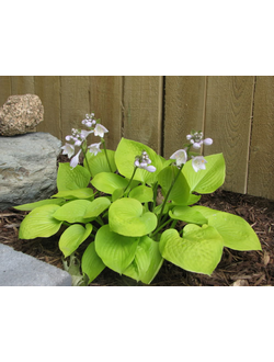 ХОСТА "Голден Медальон" (Golden Medallion )