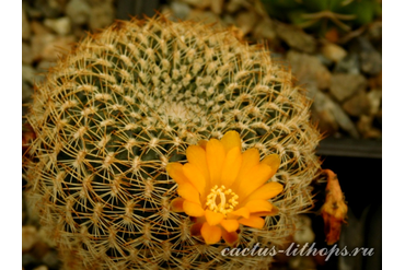 Sulcorebutia arenacea LH 1393