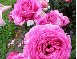 Сурир де Перигё (Sourire De Perigueux)