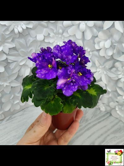 ДВ-Мегавольт (Д. Лягина) 2023 г. (гёрл-листва)