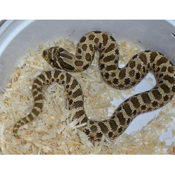 Уж свиноносый