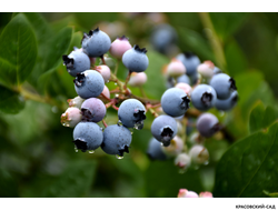Голубика Блюкроп - Bluecrop