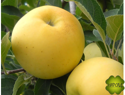 Яблоня "БРЯНСКОЕ ЗОЛОТИСТОЕ" Саженец 2,5 года (полукарлик)