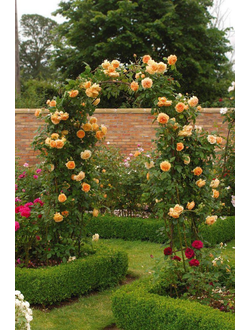 Розы плетистые