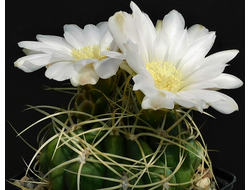 Gymnocalycium monvillei v.steineri VG-1247 - 5 семян