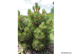 Сосна Малинки - Malinki