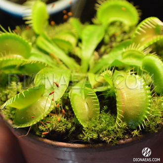 Dionaea muscipula Yellow