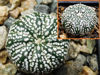 Astrophytum KuMax CZ Х Astrophytum asterias cv.Super Kabuto - 5 семян