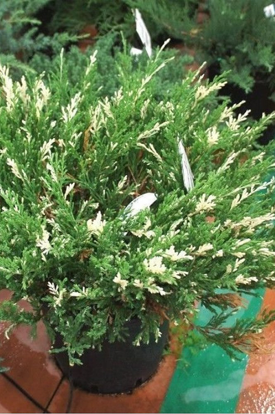 Можжевельник горизонтальный Andora Variegata