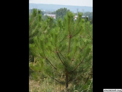 Сосна кедровая австрийская - Pinus Nigra Austriaca