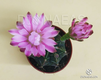 Gymnocalycium Friedrichii