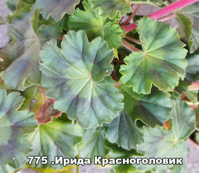 Пеларгония Ирида Красноголовик - листья