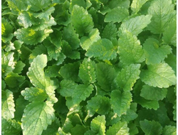 Мелисса лекарственная (Melissa officinalis) Болгария, 1 г - 100% натуральное эфирное масло