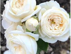 Артемис (Artemis ) Tantau,  Шраб.