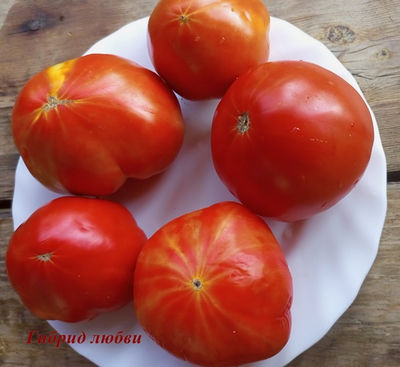 Томат Гибрид любви