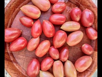 Томат Маглия роза (Maglia rosa)